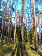 Сосновый лес. Деревья. Природа.